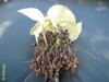 Dioscoreaceae, Tacca artocarpifolia